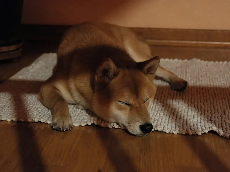 Dog resting on a rug